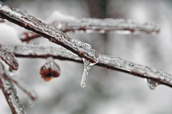 Memphis Morning Briefing: Navigating the Great Ice Storm of '26